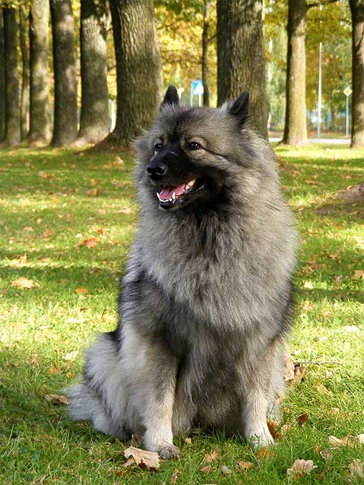 Malamutes