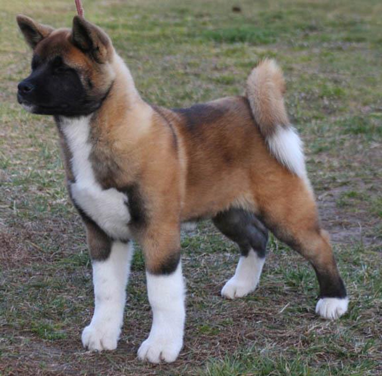 Husky