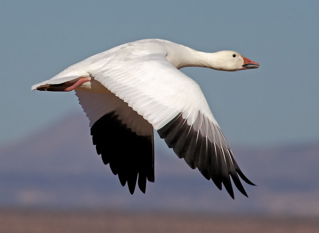 Geese
