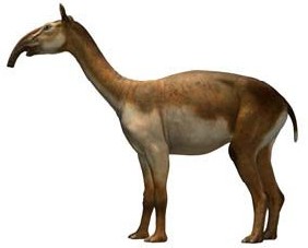 Animal
