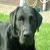 DoggieLover4