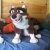 dogmaster22