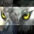 Kiba the w.