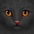 Nightwhisper