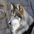 OfficialBaltoWolf