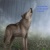 young wolf