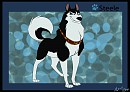 Steele Steele