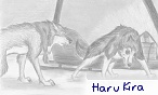 Haru Kira