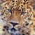 Iron_Leopa.