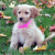 Goldiepup
