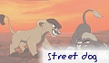 street dog