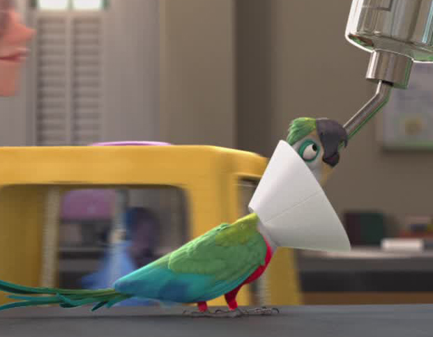 Oiseaux