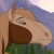 Cats'n'horses
