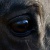 LittleBayMare