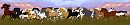 NBH Herd 