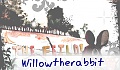 willowtherabbit